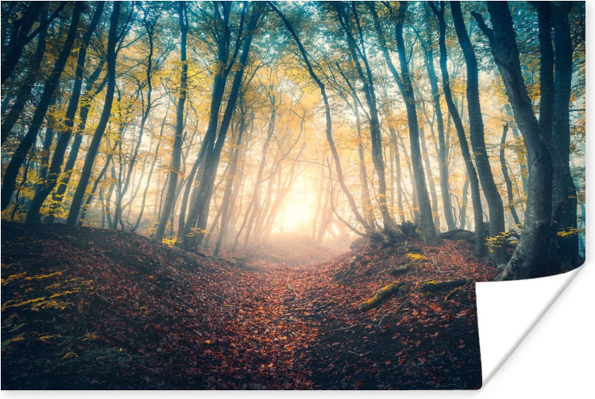 Poster Bos - Mist - Zon - Herfst - 90x60 cm