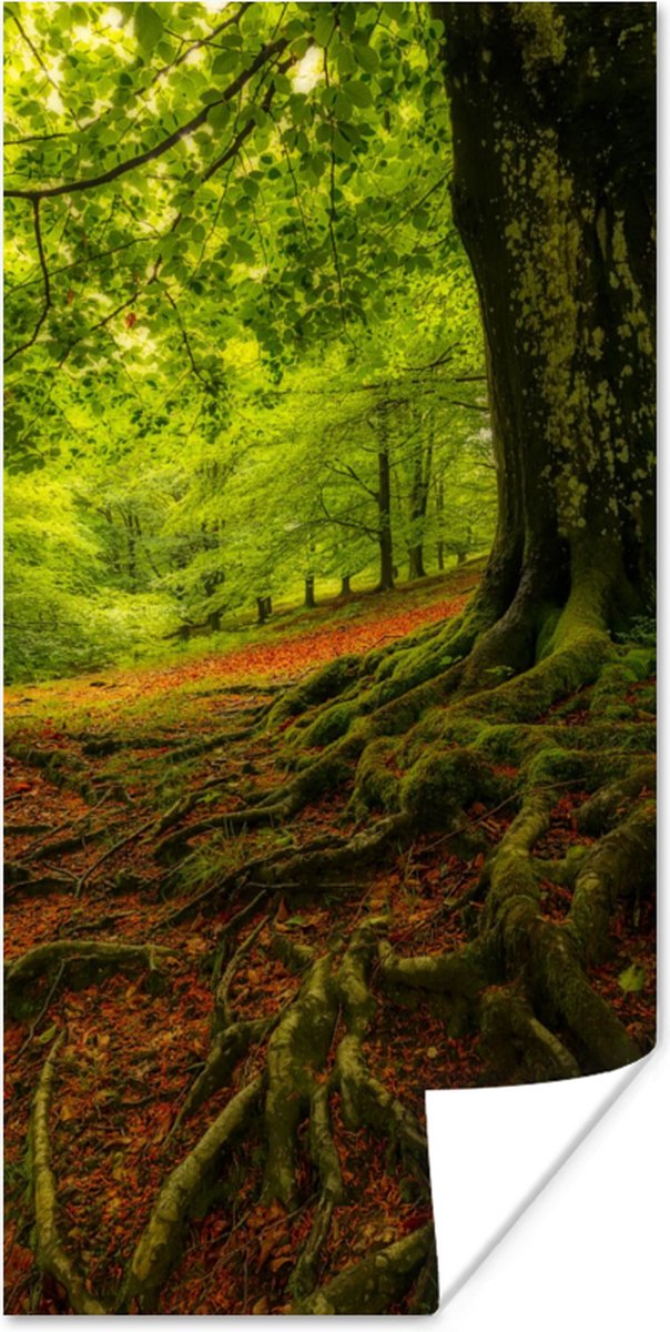 Poster Boom - Bos - Herfstbladeren - 40x80 cm