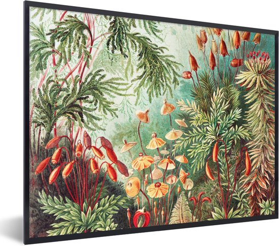 Fotolijst incl. Poster - Bloemen - Kunst - Vintage - Natuur - Botanisch - 80x60 cm - Posterlijst
