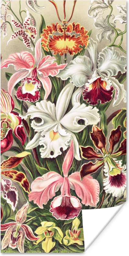 Poster Bloemen - Ernst Haeckel - Vintage - Orchidee