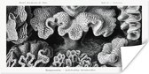 Posters - Ernst Haeckel - Kamer decoratie aesthetic - Natuur - Vintage - Zwart wit - Oude meesters - Kamer decoratie tieners - Wanddecoratie - 80x40 cm