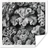 Posters - Ernst Haeckel - Kamer decoratie aesthetic - Natuur - Vintage - Zwart wit - Oude meesters - Kamer decoratie tieners - Wanddecoratie - 100x100 cm