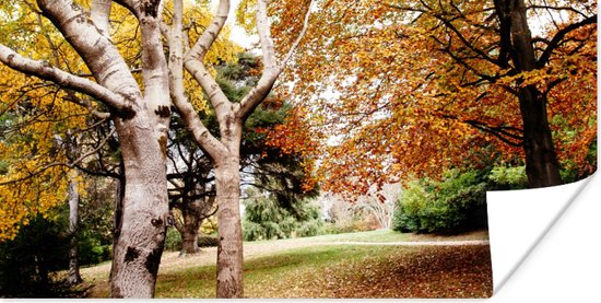 Poster Automne - Arbres - Feuilles - nature - 120x60 cm