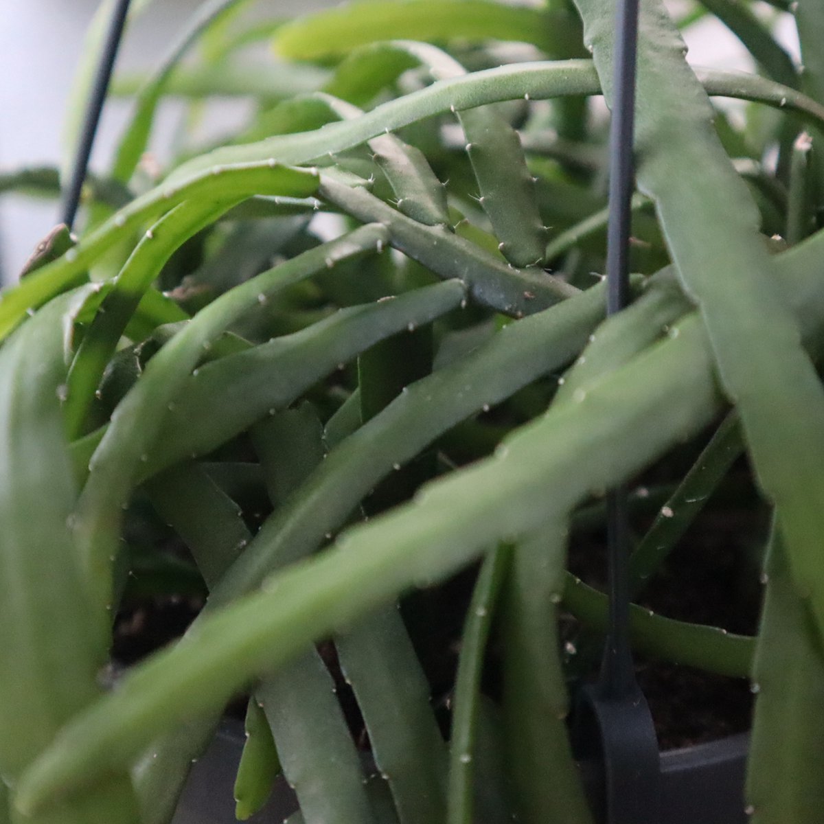 Lepismium Bolivianum Vermehren