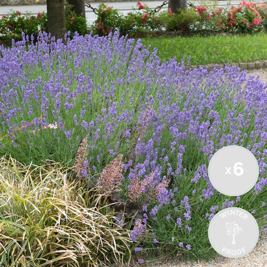 6x Lavandula angustifolia 'Hidcote' - Lavendel - Heester - Winterhard - ⌀9 cm - 10-15 cm