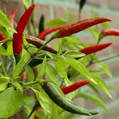 Peper zaden - Bird Eye