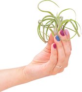 PLNTS - Baby Tillandsia Caput Medusae (Luchtplantje) - Kamerplant - Stekplantje - Hoogte 10 cm