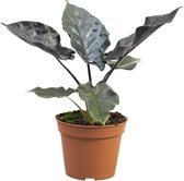 PLNTS - Alocasia Antoro - Kamerplant - Kweekpot 14 cm - Hoogte 30 cm