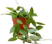 PLNTS - Hoya Gracilis (Wasbloem) - Kamerplant - Kweekpot 12 cm - Hoogte 20 cm