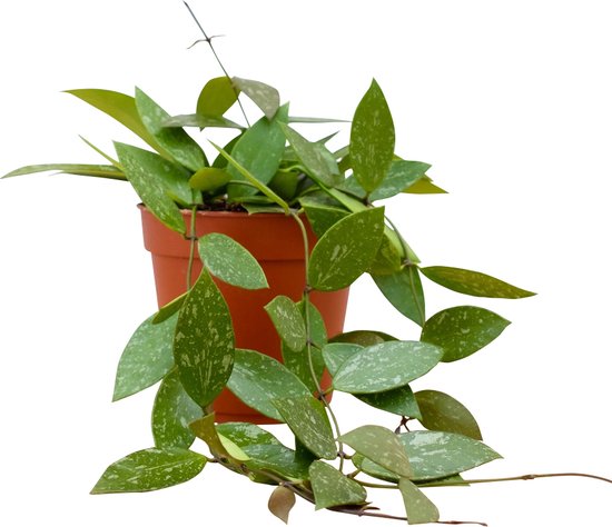 Hoya – Gracilis – Wasbloem – Hoogte 20cm