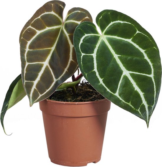 Anthurium – Crystallinum – Hoogte 25 cm