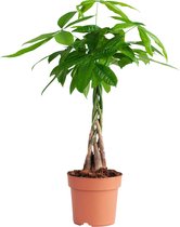 PLNTS - Pachira Aquatica - Kamerplant Geldboom - Kweekpot 17 cm - Hoogte 70 cm