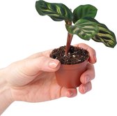 PLNTS - Baby Calathea Makoyana (Gebedsplant) - Pauwenplant - Kweekpot 6 cm - Hoogte 10 cm