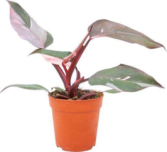 Philodendron pink princess