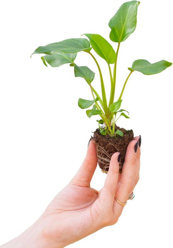 Philodendron xanadu