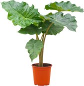 PLNTS - Alocasia Portodora (Olifantsoor) - Kamerplant - Kweekpot 21 cm - Hoogte 70 cm