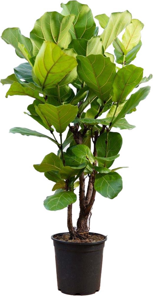 Ficus lyrata