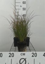 6 x Carex testacea - Zegge - pot 9 x 9 cm