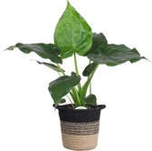 Alocasia Cucullata in plantenmand Sumatra – ↨ 70cm – ⌀ 19cm