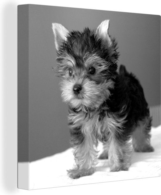 Tableau sur toile Portrait photo d un Yorkshire Terrier noir et