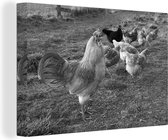 Canvas Schilderij Haan tussen de kippen in het gras - zwart wit - 30x20 cm - Wanddecoratie