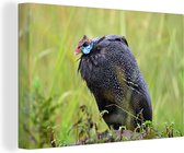 Tableau sur toile Pintade - Vogels - Ressorts - 140x90 cm - Décoration murale
