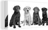 Canvas Schilderij 4 verschillende kleuren Labrador Retriever pups - zwart wit - 80x40 cm - Wanddecoratie
