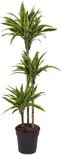 Plant in a Box - Dracaena fragrans Deremensis - Lemon Lime - Drakenboom - Pot 24cm - Hoogte 130-140cm