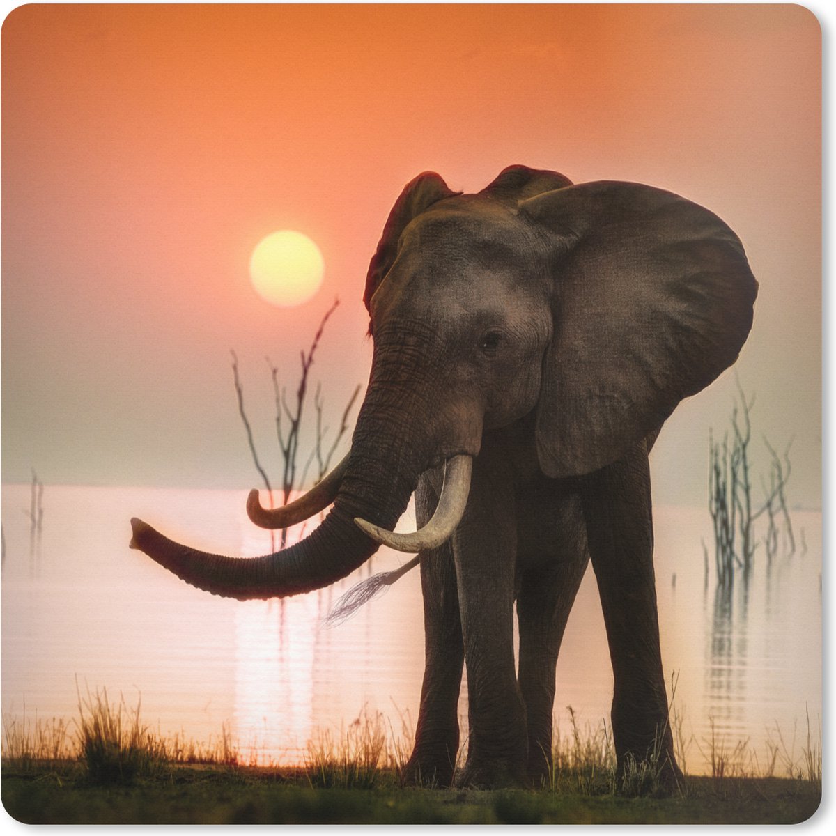 Muismat XXL 80x80 cm - Bureau onderlegger - Bureau mat Olifant - Dieren - Water - Zonsondergang - Bureaumat - Gaming mousepad xl - Bureaulegger groot - Computer deskmat