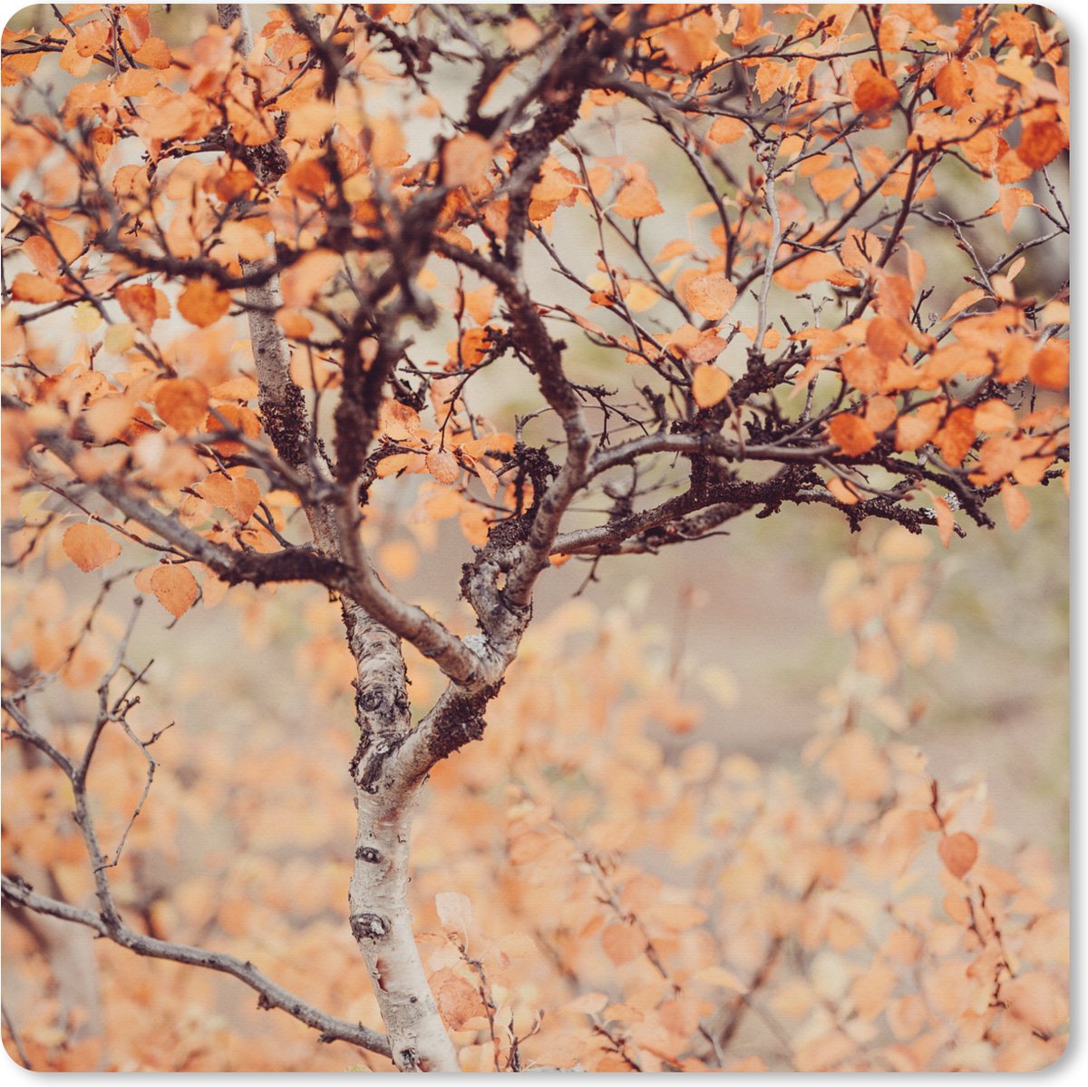 Muismat XXL 60x60 cm - Bureau onderlegger - Bureau mat Herfst - Takken - Bladeren - Bureaumat - Gaming mousepad xl - Bureaulegger groot - Computer deskmat