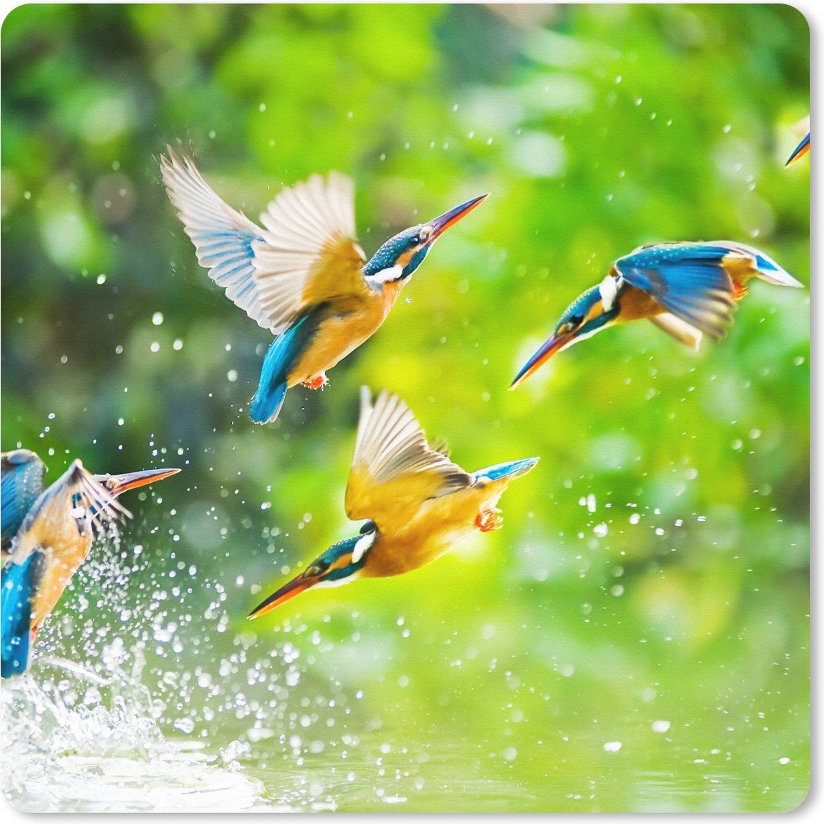 Muismat XXL 80x80 cm - Bureau onderlegger - Bureau mat Vogels - IJsvogel - Dieren - Water - Bureaumat - Gaming mousepad xl - Bureaulegger groot - Computer deskmat