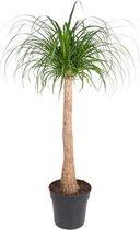 Plant in a Box - Beaucarnea recurvata - Olifantspoot - Groene kamerplant - Pot 32cm - Hoogte 120-130cm