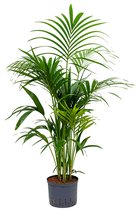 Kentia palm forsteriana yamba hydrocultuur plant