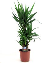 Bol.com Plant in a Box - Yucca Elephantipes - Stevige kamerpalm - Gemakkelijke kamerplant - Pot 21cm - Hoogte 70-80cm aanbieding
