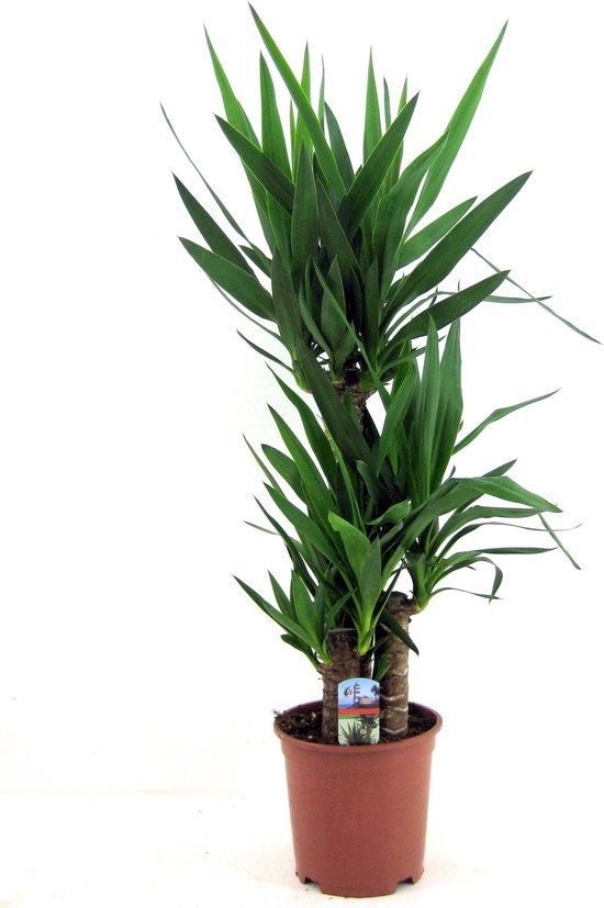Plant in a Box - Yucca Elephantipes - Stevige kamerpalm - Gemakkelijke kamerplant - Pot 21cm - Hoogte 70-80cm