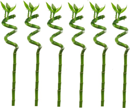 Plant in a Box - Dracaena sanderiana - Set van 6 - Geluksbamboe - Leliefamilie - Kamerplant - Hoogte 40-50cm