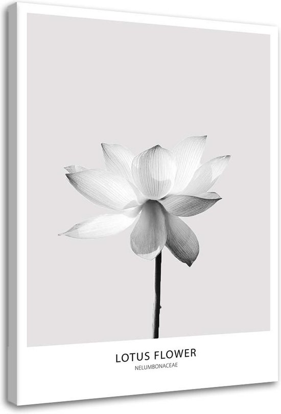 Trend24 - Canvas Schilderij - Witte Lotusbloem - Schilderijen - Bloemen - Grijs