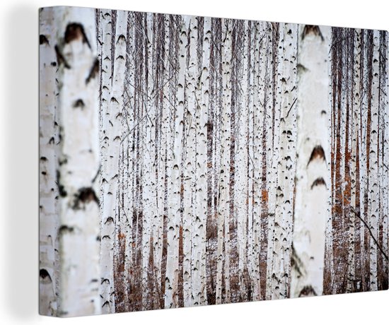 Canvas Schilderij Meerdere zwart met witte boomstammen in een bos - 30x20  cm -... | bol.com