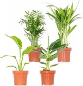4x Hippe Kamerplanten Mix – Chamaedorea-Dypsis-Musa-Strelitzia – Luchtzuiverend – ⌀12 cm - 20-45 cm