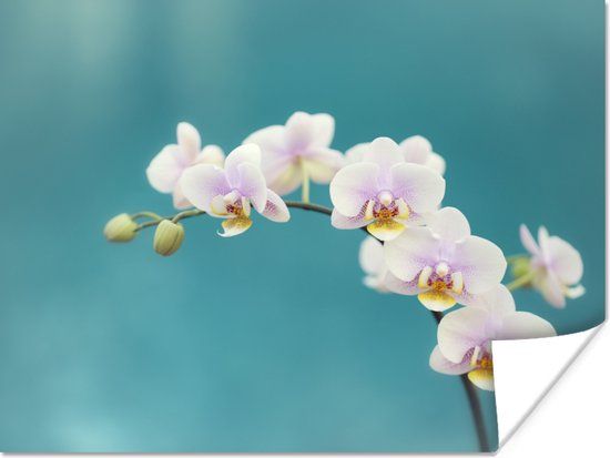 Affiche Orchidée - Fleurs - Plante - Wit - Violet - 120x90 cm