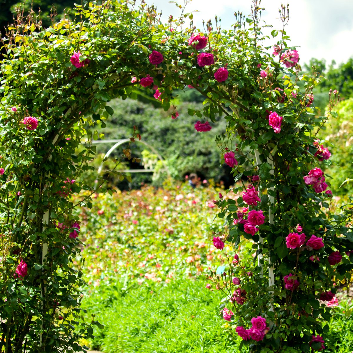 Arche de roses Pro Garden - Décoration de jardin - 240 x 140 cm - Cadre en  métal | bol.com
