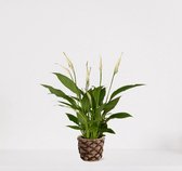 Spathiphyllum in siermand Guusje Naturel – witte kamerplant – luchtzuiverende lepelplant - ↕35-50cm - Ø13 – geleverd met plantenpot – vers uit de kwekerij