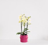 Phalaenopsis Multiflora wit in sierpot Madelon Donkerroze – bloeiende witte Orchidee – kamerplant - ↕40-55cm - Ø13 – geleverd met plantenpot – vers uit de kwekerij