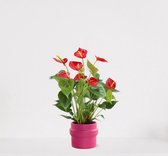 Anthurium rood in sierpot Madelon Donkerroze – bloeiende kamerplant – flamingoplant – ↕40-50cm - Ø13 – geleverd met plantenpot – vers uit de kwekerij