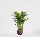 Areca in siermand Guusje Naturel – luchtzuiverende kamerplant – eenvoudig te onderhouden Goudpalm - ↕35-50cm - Ø13 – geleverd met plantenpot – vers uit de kwekerij