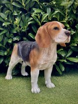 Beagle levensecht 39 cm hoog - polyester - polystone - beeld - tuinbeeld - hoogkwalitatieve kunststof - decoratiefiguur - interieur - accessoire - voor binnen - voor buiten - cadeau - geschenk