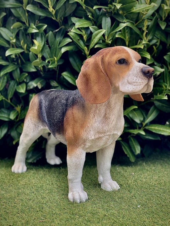 Beagle réaliste 39 cm de haut - polyester - polystone - statue - statue de  jardin -... | bol.com