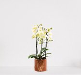 Phalaenopsis Multiflora wit in sierpot Molly Bruin – bloeiende witte Orchidee – kamerplant - ↕40-55cm - Ø13 – geleverd met plantenpot – vers uit de kwekerij