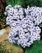 12x Phlox subulata ‘Bavaria’ – Vlambloem in p9 (0,5 liter) kwekerspotten