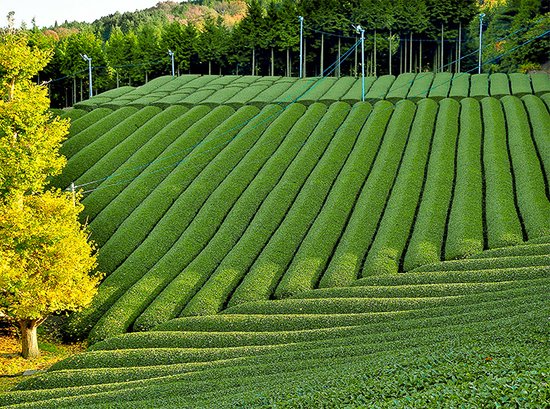 Premium Matcha Thee - 100 Gram - Hoogste Kwaliteit - Matcha Poeder - Groene thee - Matcha thee - Japans - Matcha Latte - ECO verpakking - Gratis Verzending - Mito Tea & Herbs